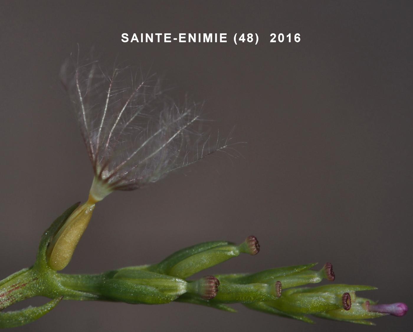 Valerian, Annual fruit